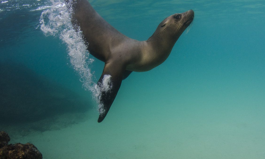 A sea lion gliding through sunlit water