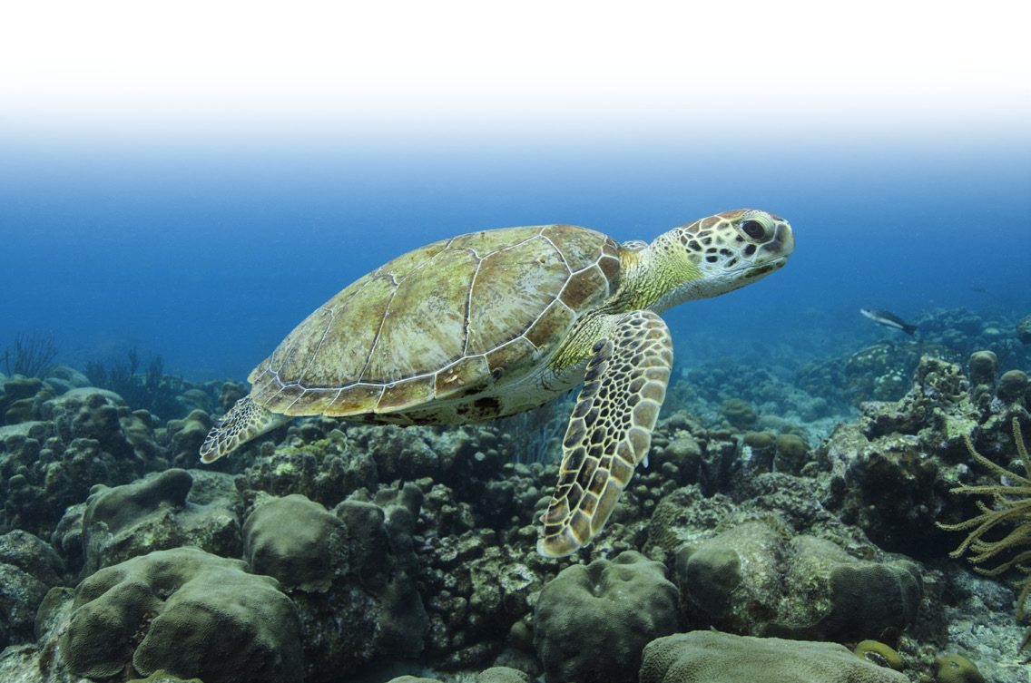 A green sea turtle swimming over a coral reef