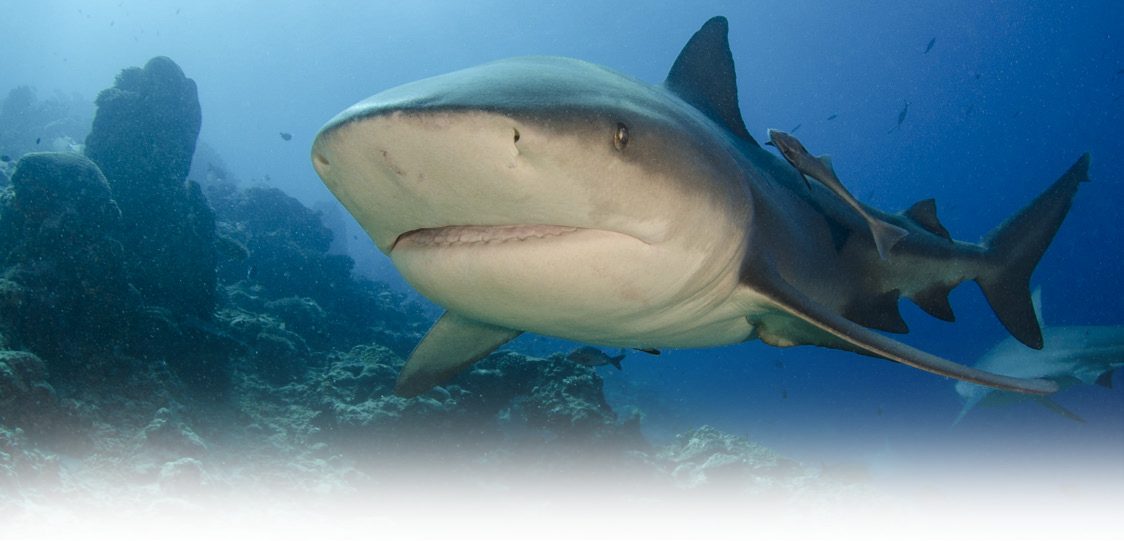 A reef shark swimming near the sea floor